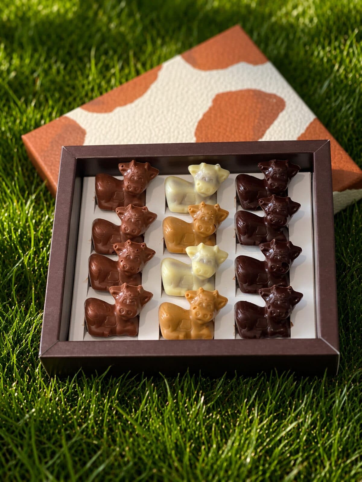 Grand coffret de Belles Comtoises posé dans l’herbe