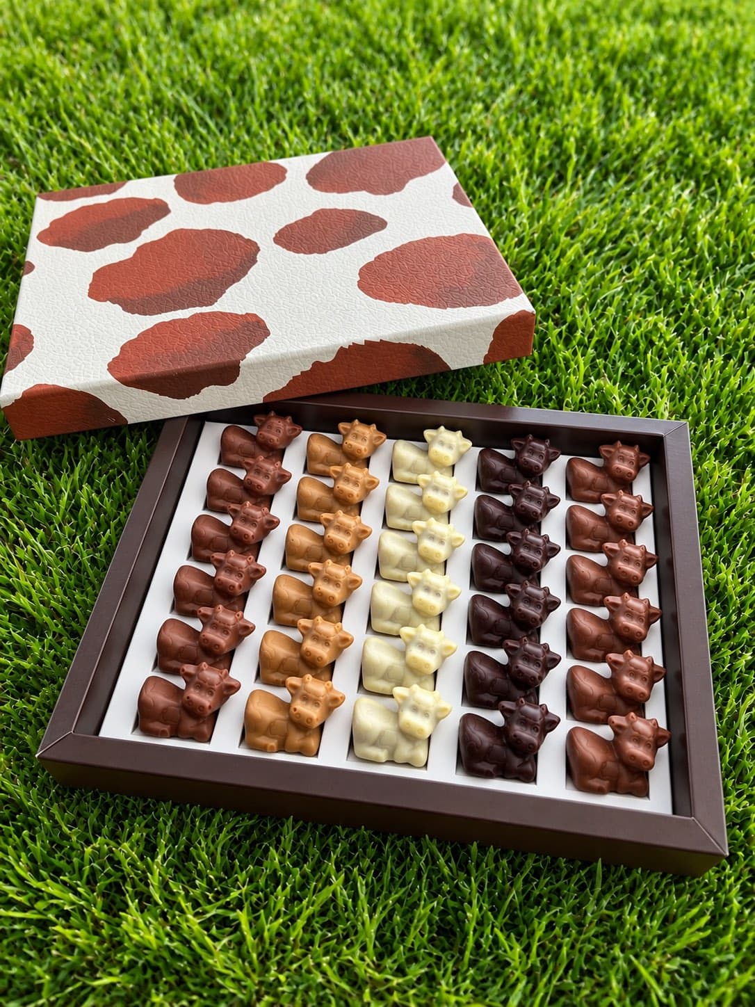 Coffret de 30 Belles Comtoises ouvert dans l’herbe, cinq rangées de six vaches