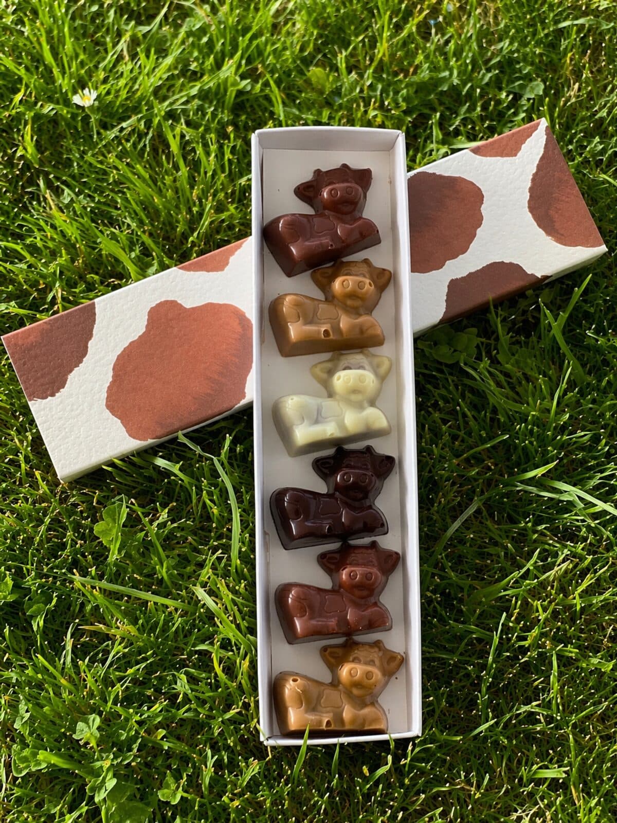 Coffret de 6 Belles Comtoises ouvert dans l’herbe